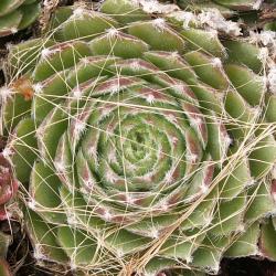 Sempervivum - Dachwurz - Hauswurz